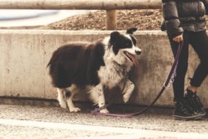 unexpected Valentine's Day ideas - walk a dog